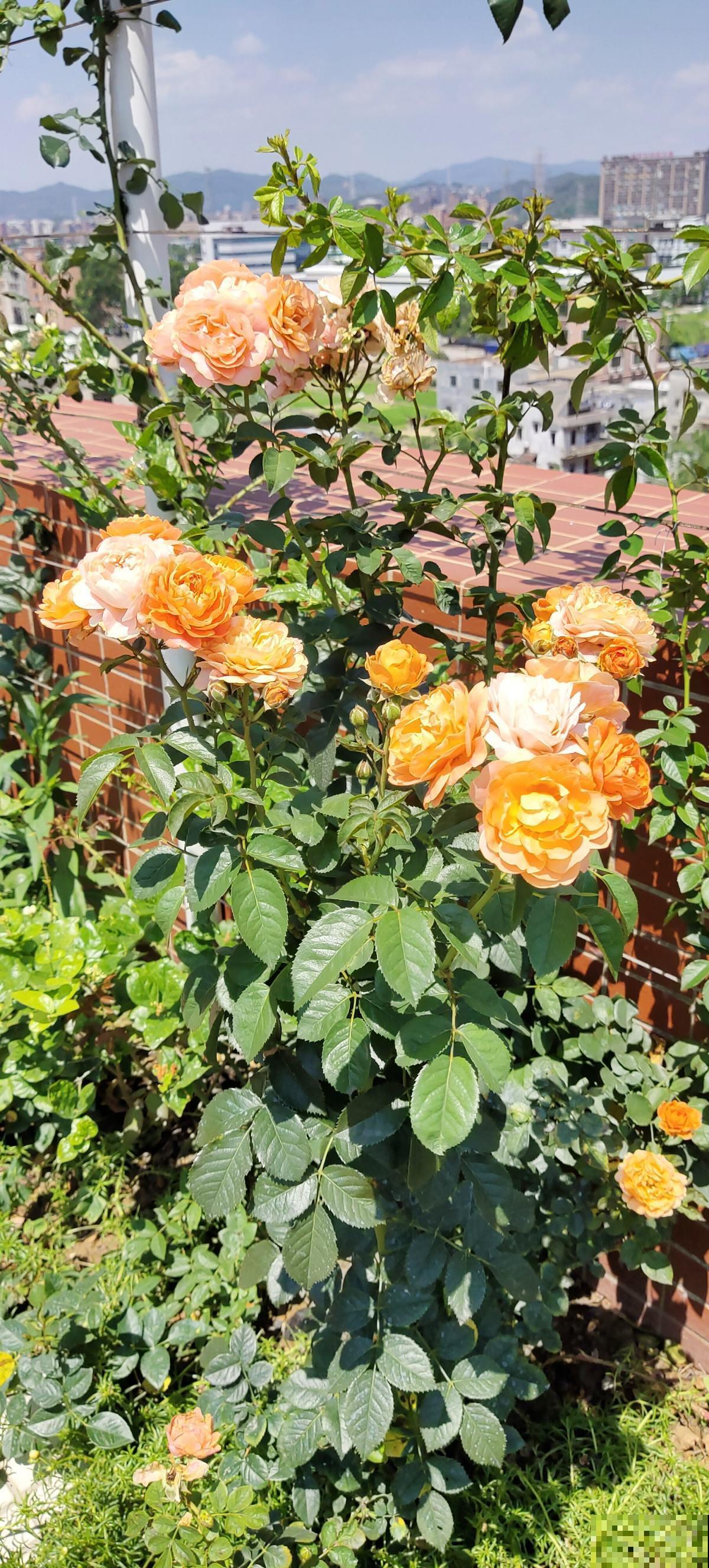 2种植物开花真喜人，一朵比拳头还大， 现在正是花期