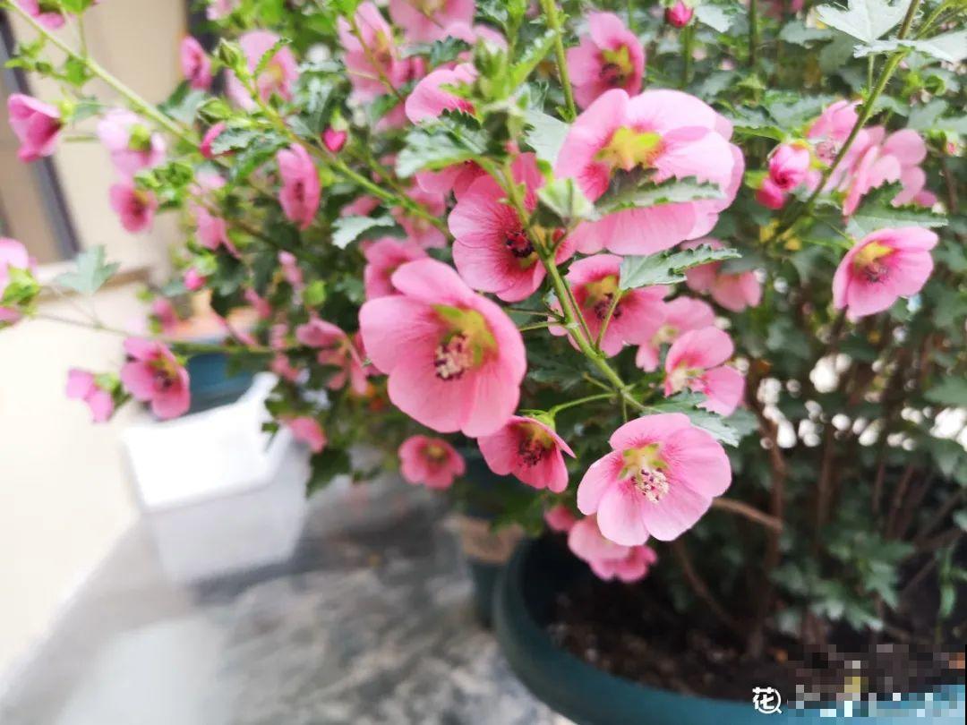 5月出门,收下这份百花图谱,啥花都能叫上名! 5月出门,收下这份百花图谱,啥花都能叫上名!