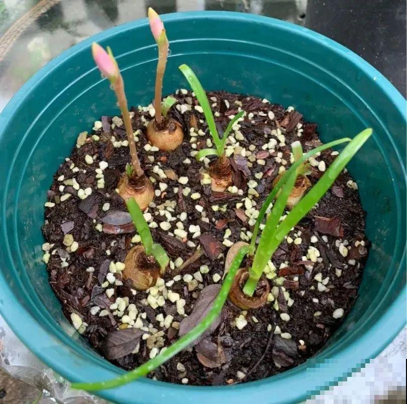 新买的绣球别猛晒，养在阴凉通风处最好，不然叶子全晒焦了