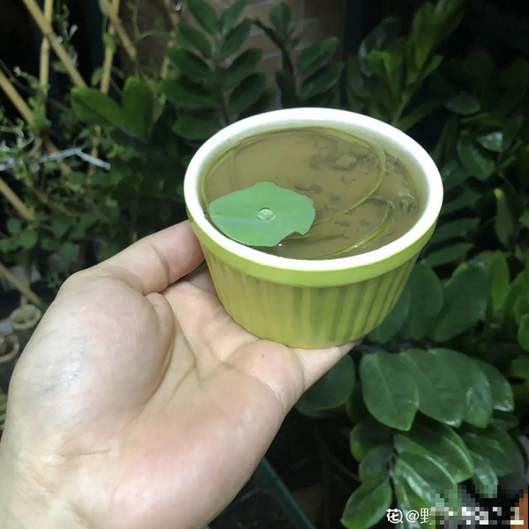 9种花是富贵命,必须大盆养,小盆养会憋死 9种花是富贵命,必须大盆养,小盆养会憋死