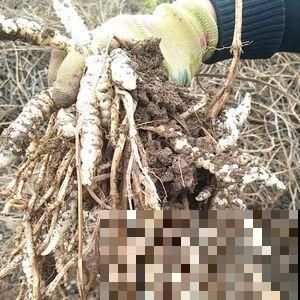 地里挖出一把块茎，长得像是白蚕，脆脆的特好