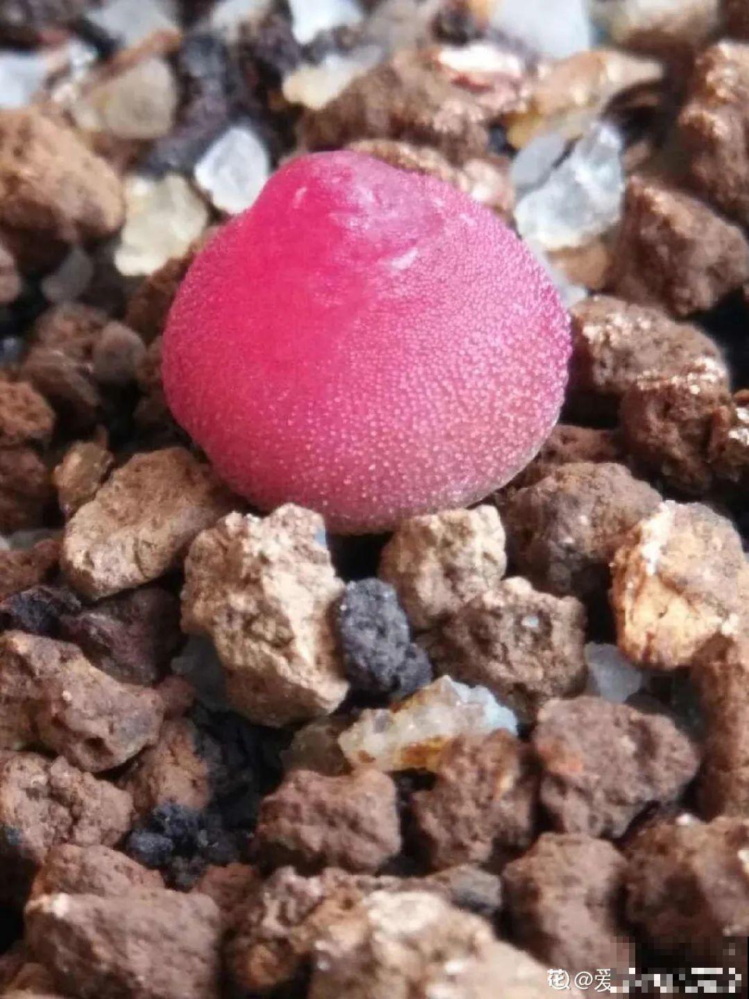 养多肉的人里，有一群“屁股花”爱好者，养的多肉超可爱