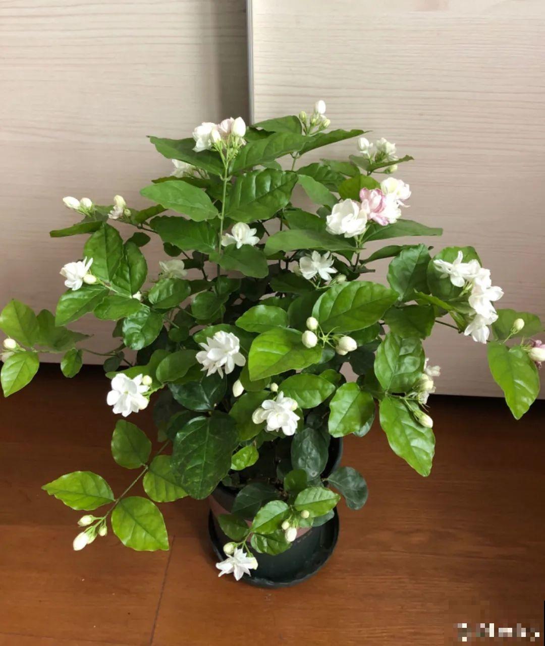 初春浇水要谨慎，浇水浇不对，小心全军覆没