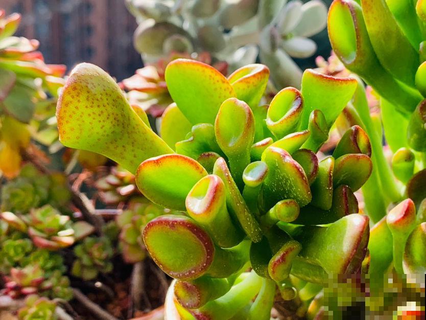 家里养盆招财多肉，颜色鲜艳喜庆，越养越喜欢