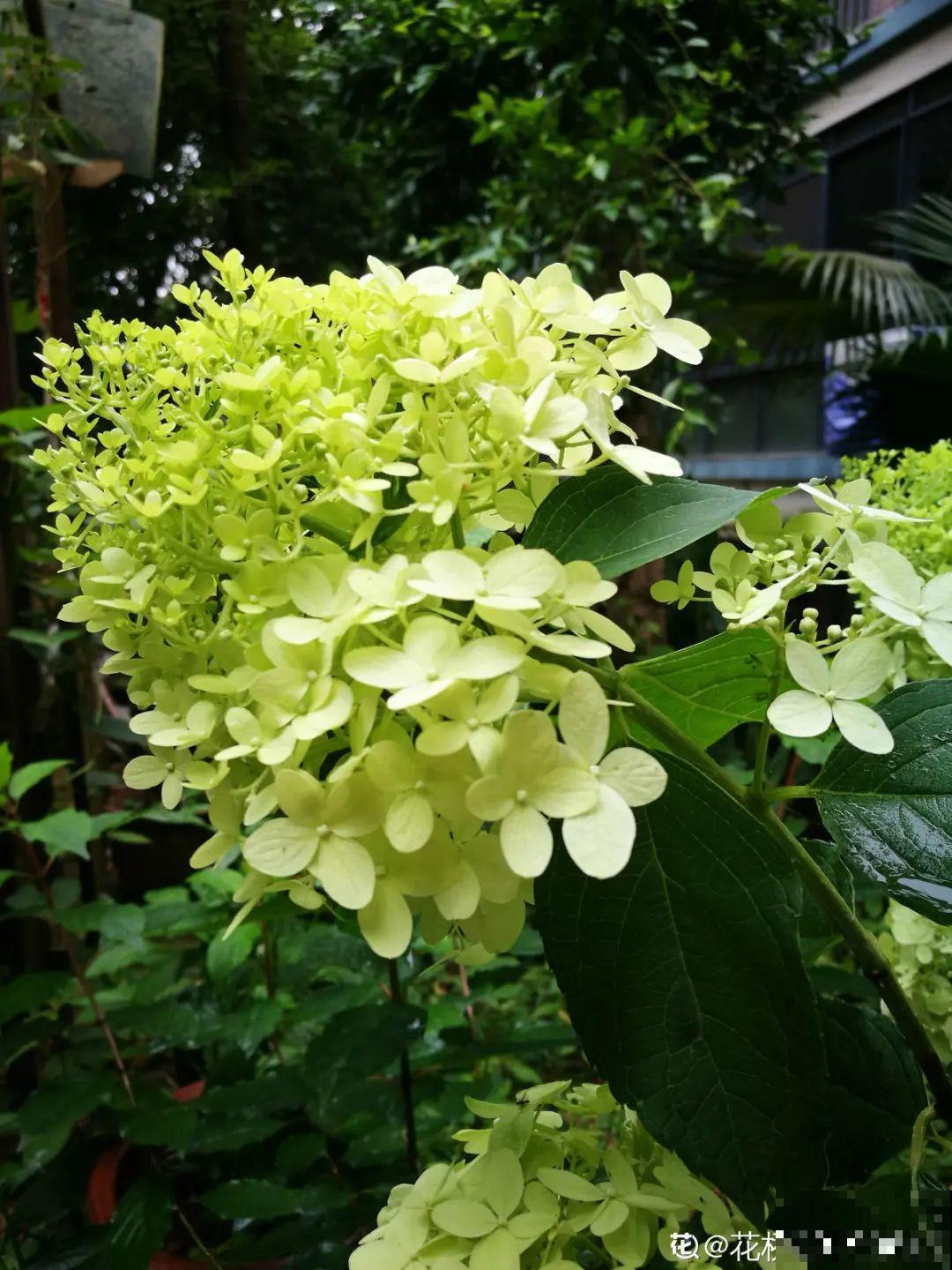 春天养盆绿色花,看着清爽干净,今年一定要养一盆 春天养盆绿色花,看着清爽干净,今年一定要养一盆