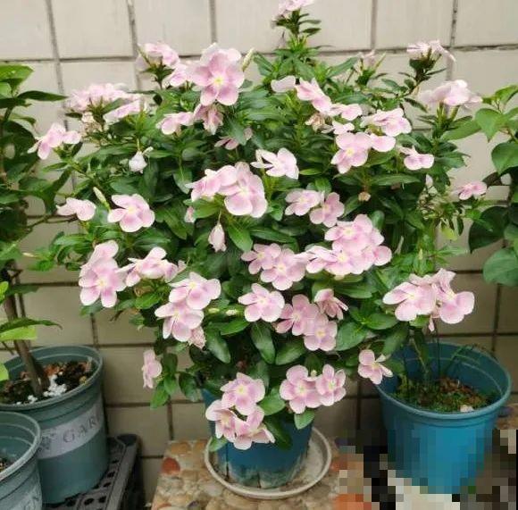 5年的马齿苋，长成“一棵小树”，真头一回见