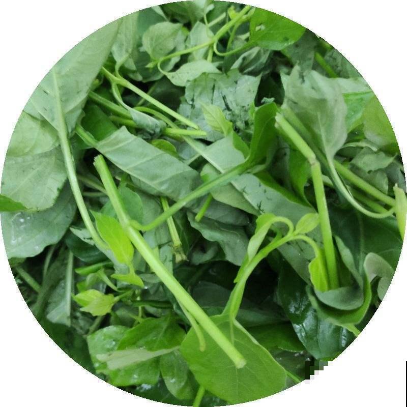 买菜的时候捡了些菜根，回家种土里，家里长出菜园子！