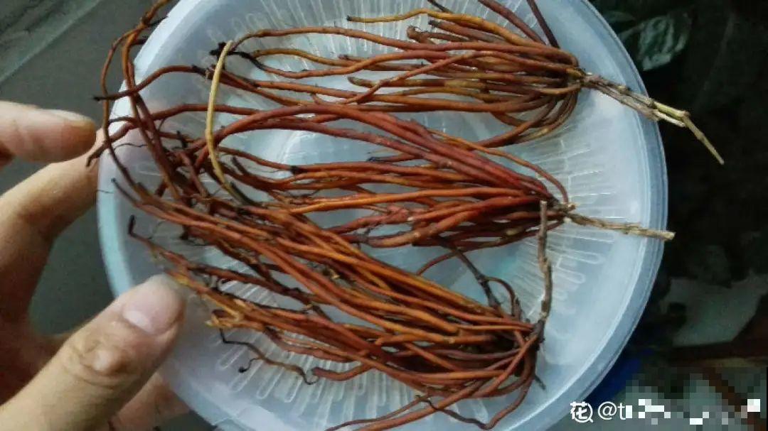 春天最佳繁殖季，扦插播种分株压条，成活率特高