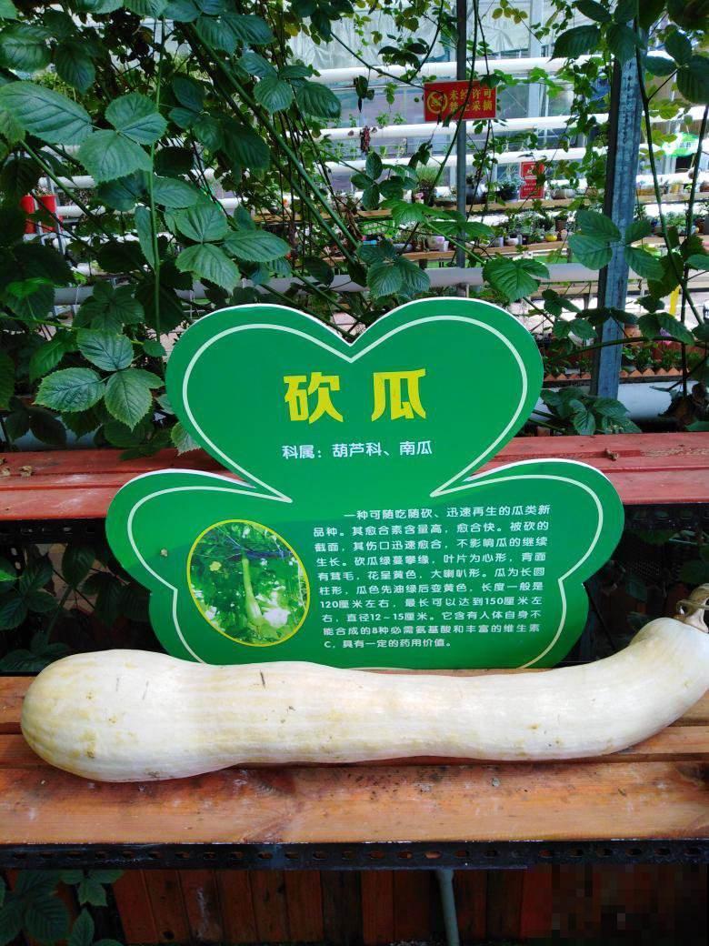 1种瓜真神奇,砍一刀很快就长出新的,边砍边吃真爽 1种瓜真神奇,砍一刀很快就长出新的,边砍边吃真爽