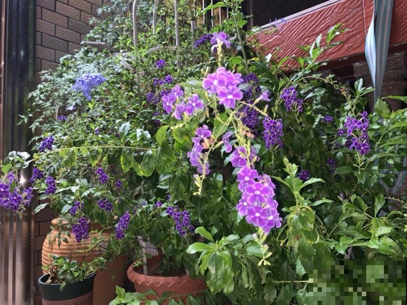 4种“活香水”,养在家里香香的,闻一闻心情都变好 4种“活香水”,养在家里香香的,闻一闻心情都变好