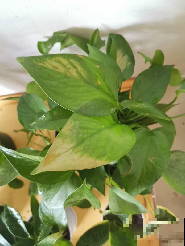 天气越来越热,植物晒伤不是小事儿,要重视起来 天气越来越热,植物晒伤不是小事儿,要重视起来