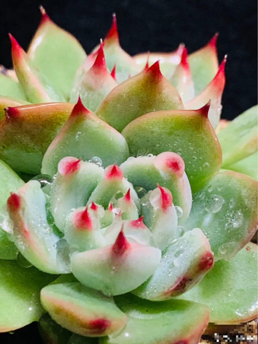 春天最佳繁殖季，扦插播种分株压条，成活率特高