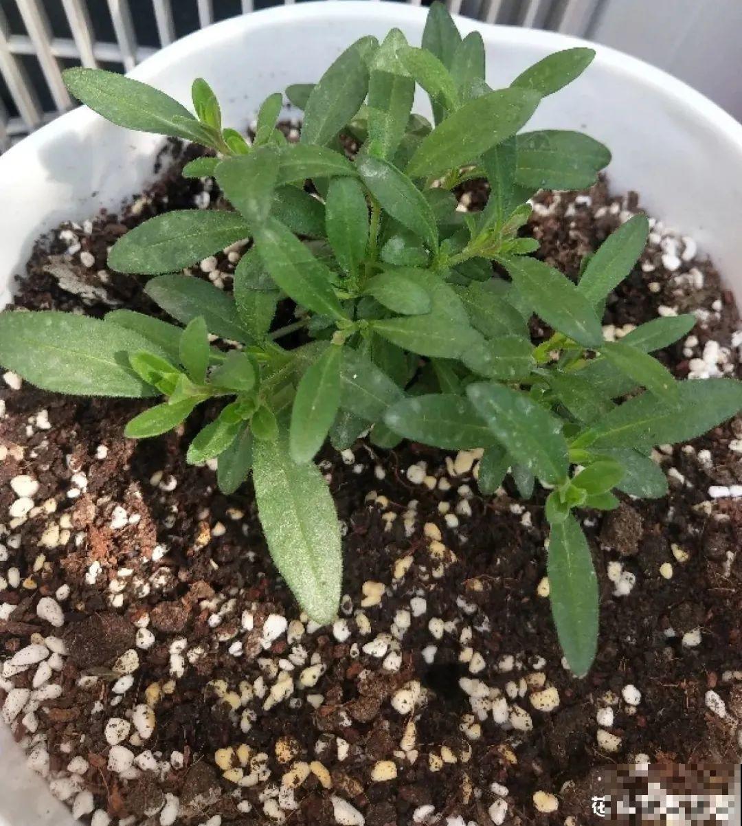 公认的难养花，买一盆死一盆，原来是被动了手脚…