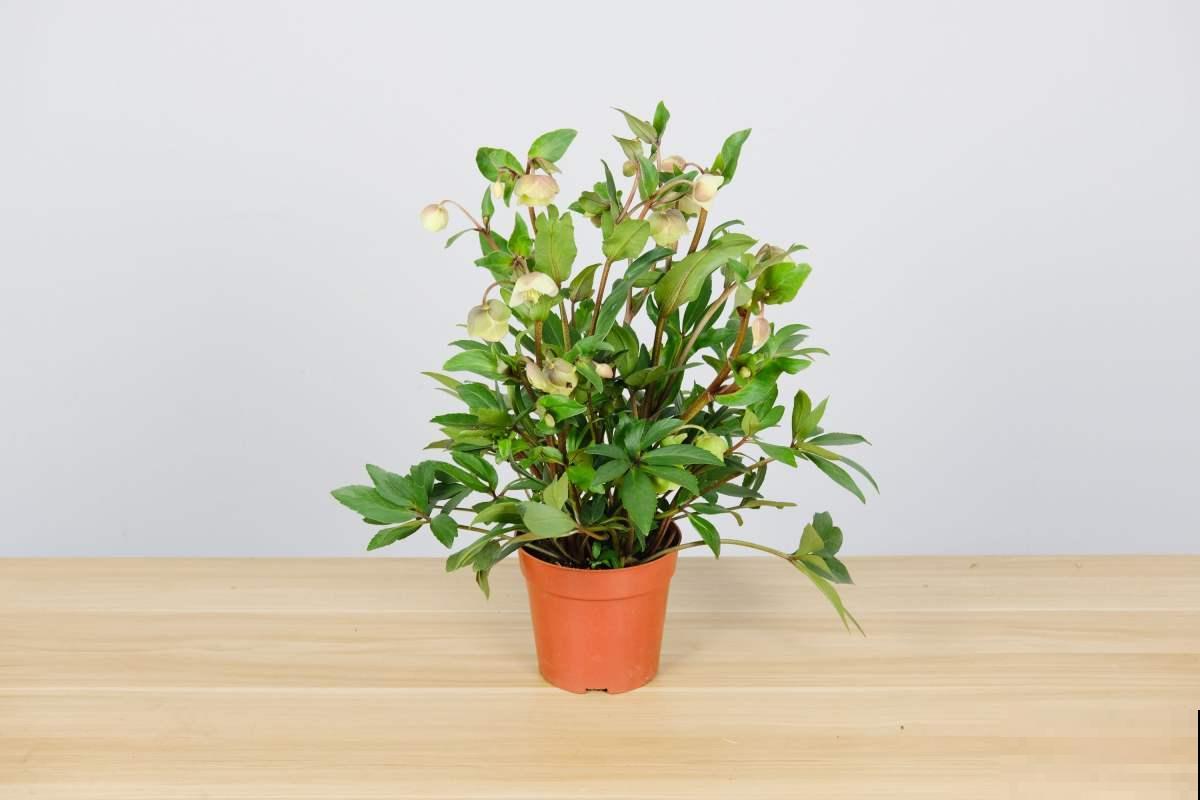 铁筷子非常小众，耐阴又耐寒，养护方法一定要掌握好！