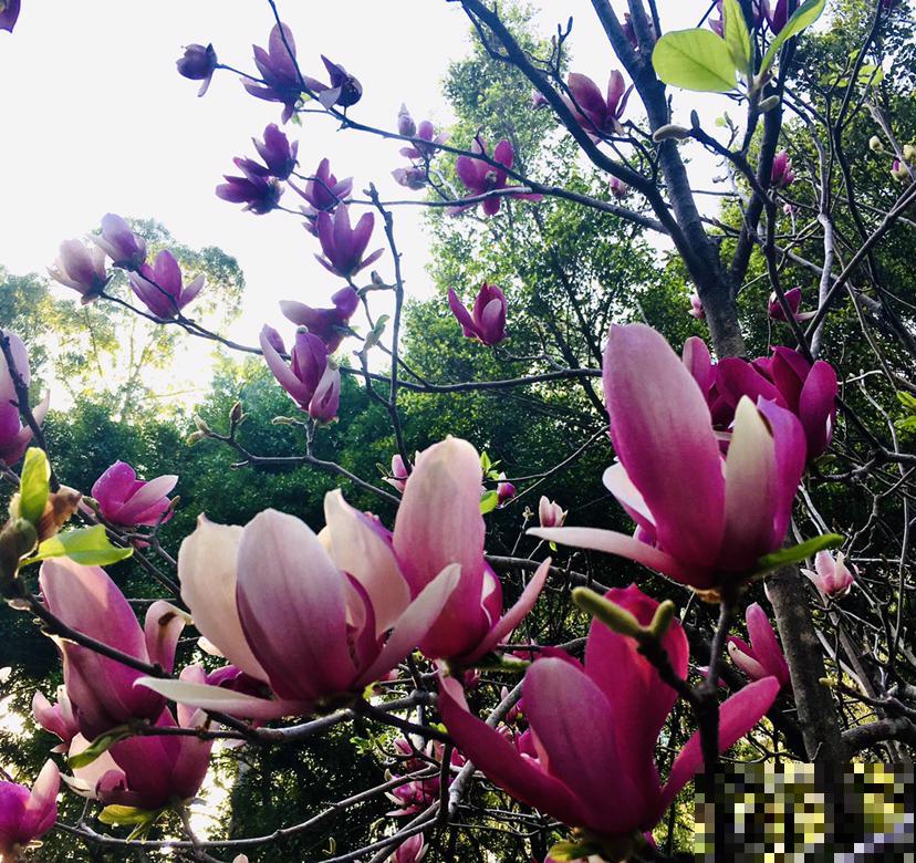 家里种棵“有福树”，开花就有好兆头，福气满满