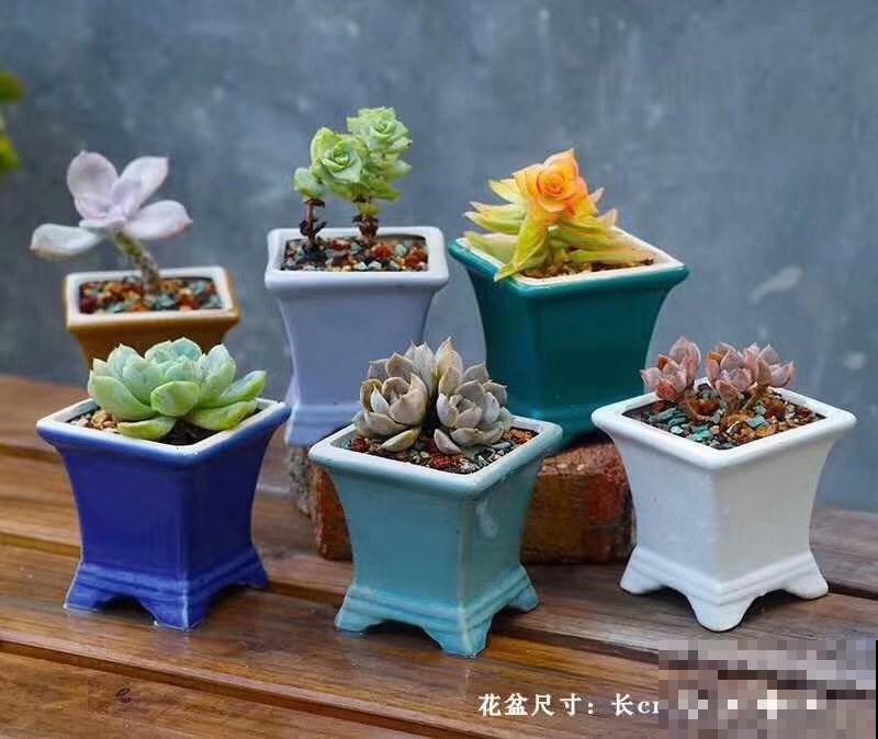 夏天多肉大甩卖，现在购买，是最佳时机吗？