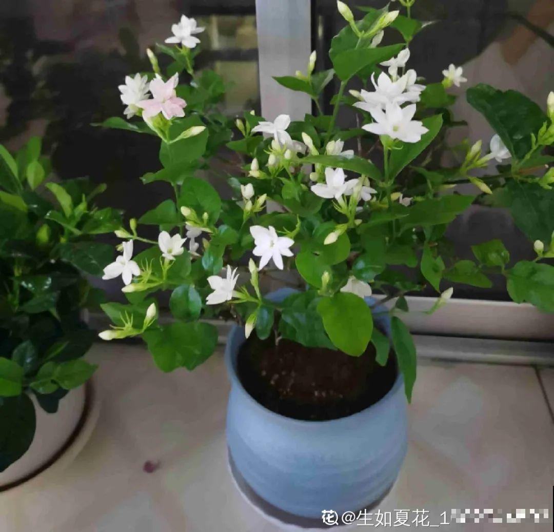 新买的绣球别猛晒，养在阴凉通风处最好，不然叶子全晒焦了