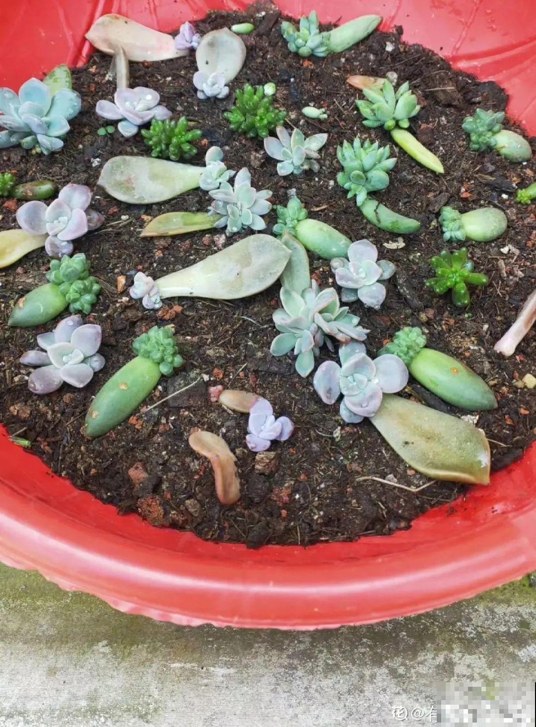 春天最佳繁殖季，扦插播种分株压条，成活率特高