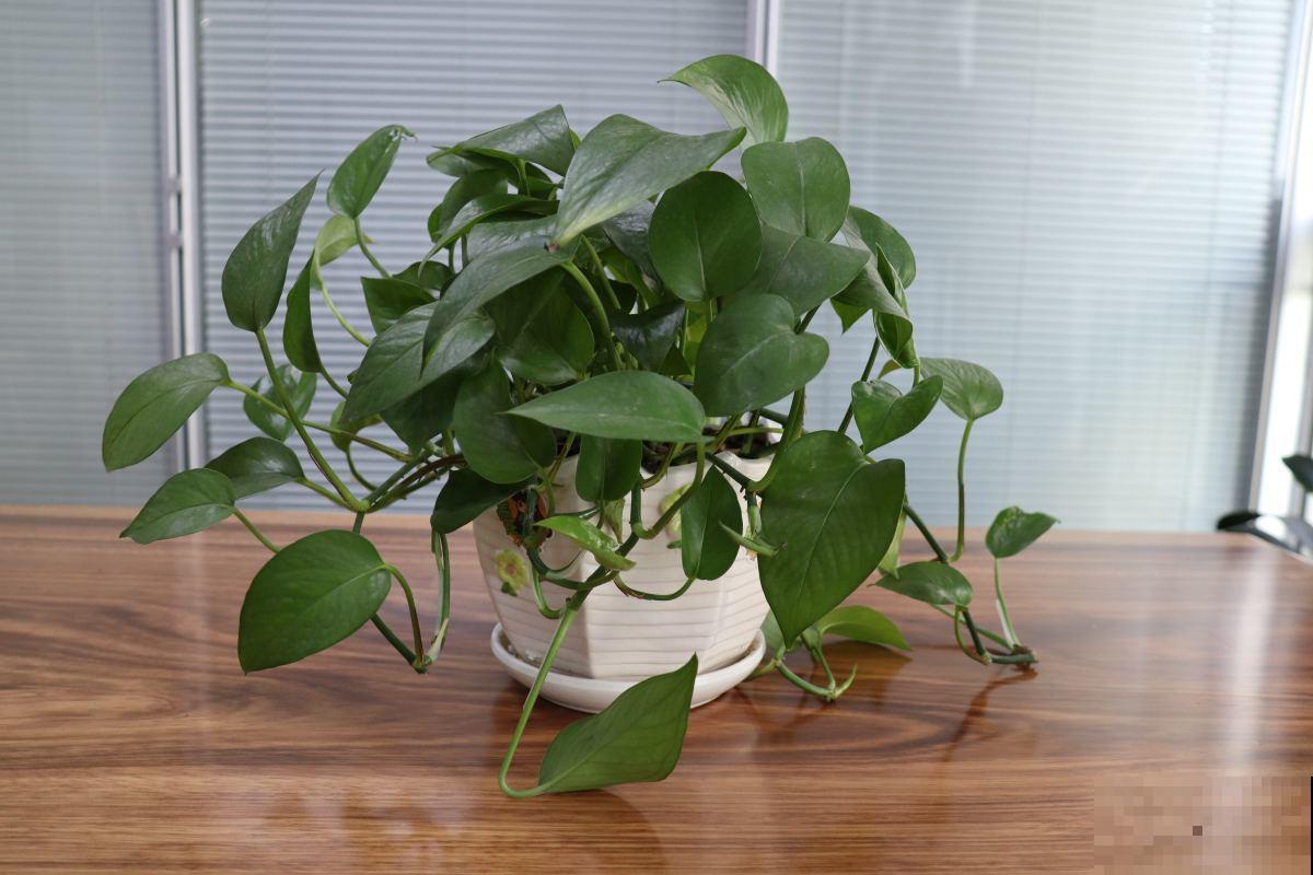 水培植物黄叶了,一招教你解决,叶子迅速变绿! 水培植物黄叶了,一招教你解决,叶子迅速变绿!