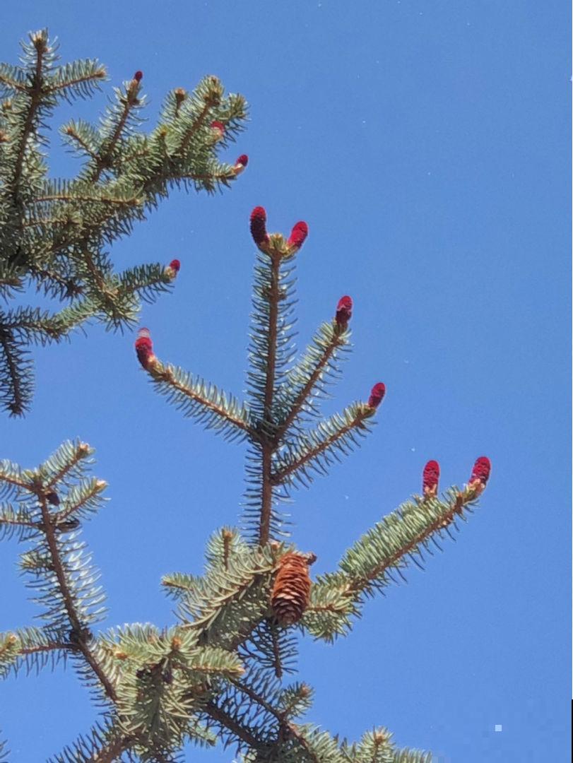 4种“长寿花”，堪称“万岁爷”，最老一棵12000岁