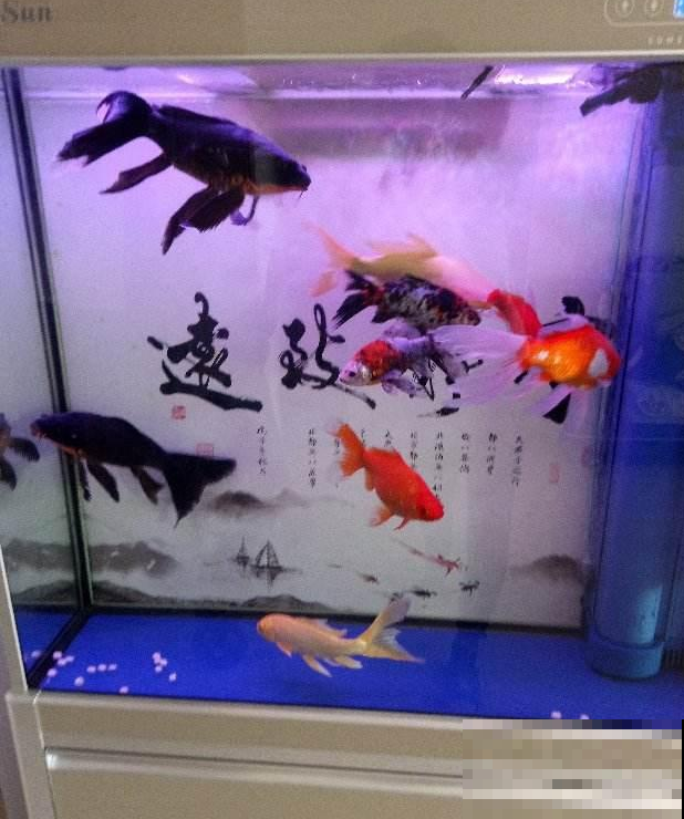 家里这些水不要随便倒掉，用来养花有奇效，废物利用花还长得旺！