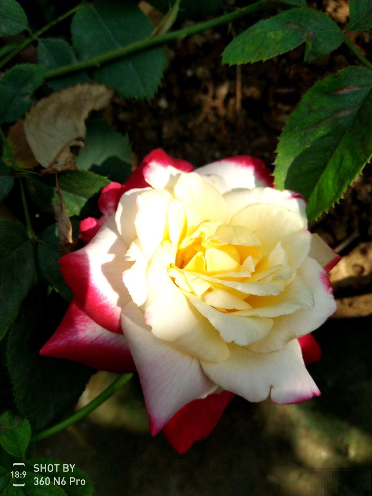 性格中有这4种特性,难养好花,要赶紧改正 性格中有这4种特性,难养好花,要赶紧改正