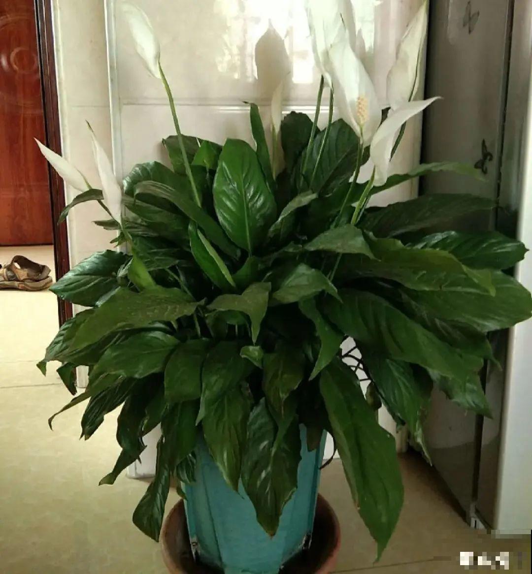 夏天怕晒的花,赶紧搬到阴凉地儿,再晒成枯杆了 夏天怕晒的花,赶紧搬到阴凉地儿,再晒成枯杆了