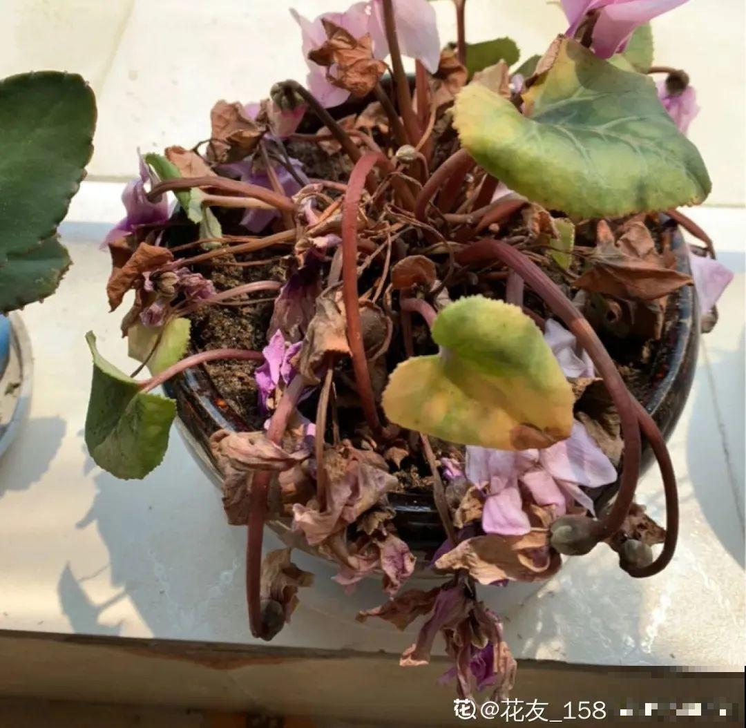 天热了,8种花要休眠,要少浇水 天热了,8种花要休眠,要少浇水