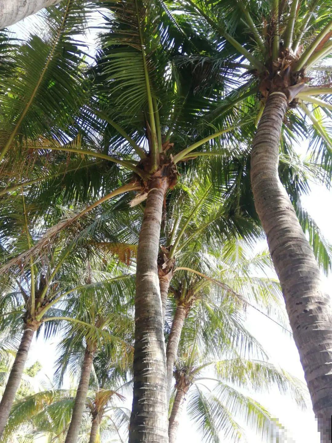 医院大门口,一男子竟被一片叶子砸晕,这叶子可真够大的 医院大门口,一男子竟被一片叶子砸晕,这叶子可真够大的