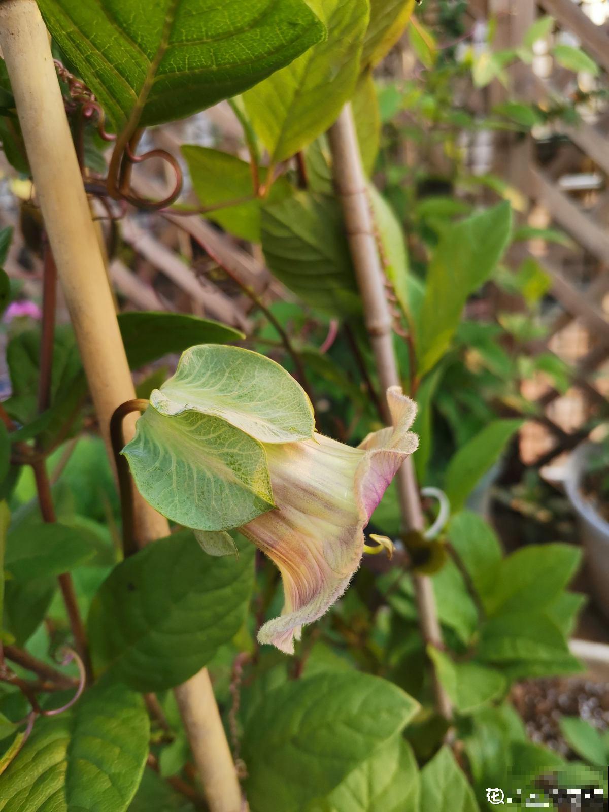 1种花名叫“电灯花”,枝条挂满“电灯花”,可爱又好看 1种花名叫“电灯花”,枝条挂满“电灯花”,可爱又好看