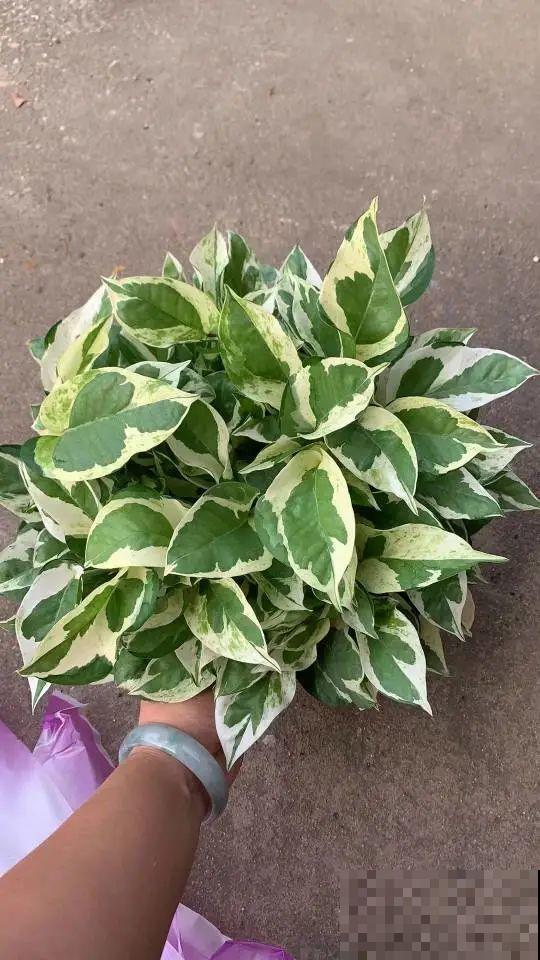 绿萝长了斑，竟比原来的还要美，特别上档次