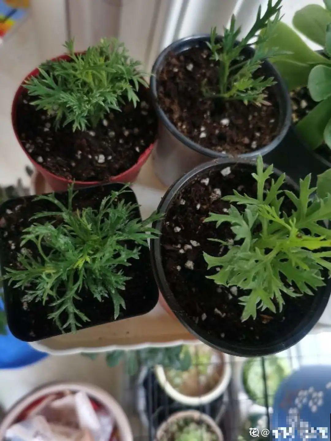 春天最佳繁殖季，扦插播种分株压条，成活率特高