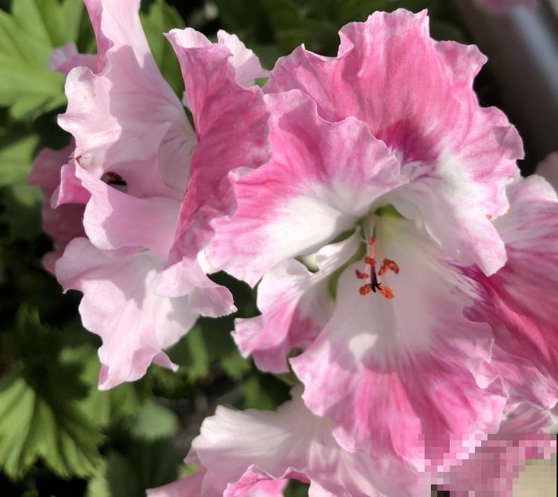 新手养花，记住“6个有”，把花养活没问题