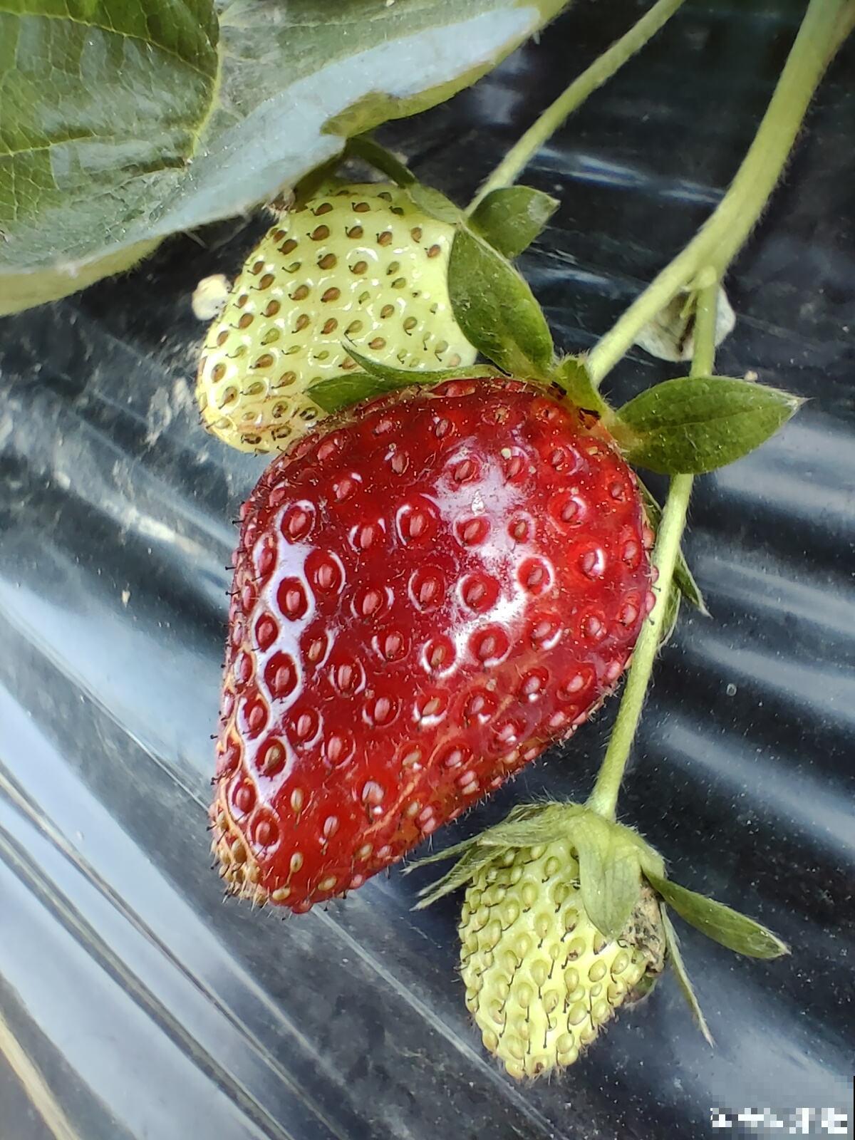 春天在家养盆草莓,初夏就能吃只需一块草莓皮 春天在家养盆草莓,初夏就能吃只需一块草莓皮