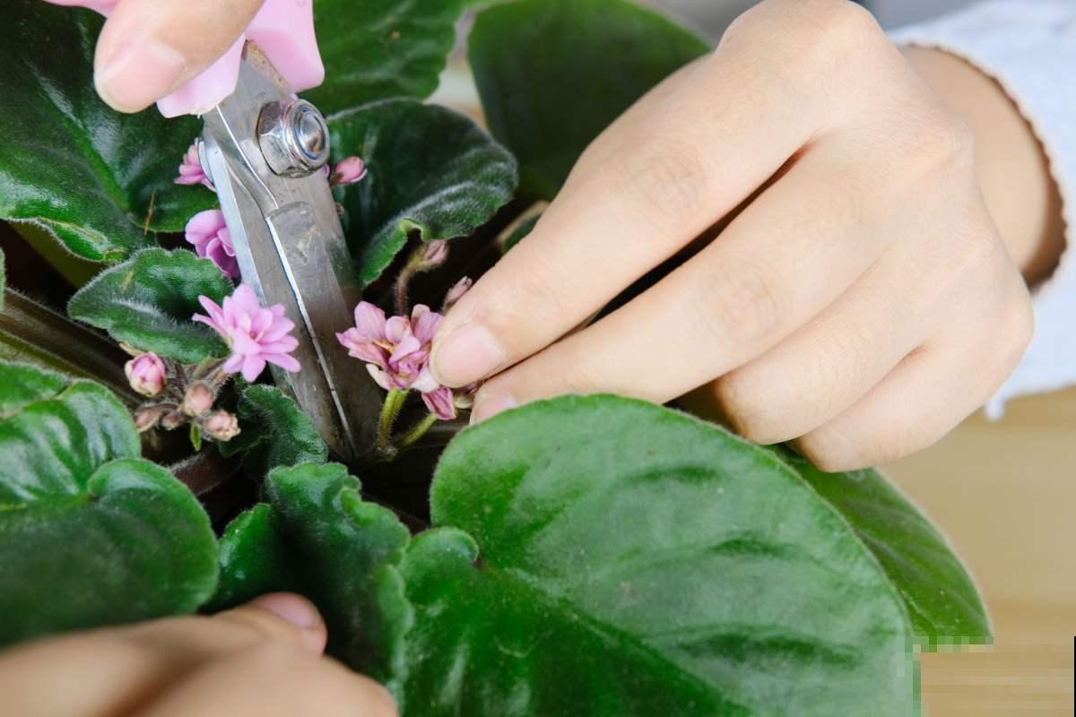 纸巾也有妙用,用来扦插,枝条迅速生根! 纸巾也有妙用,用来扦插,枝条迅速生根!