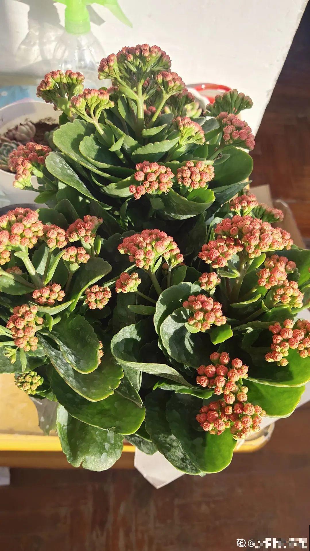 春天给花修剪,花才能呼呼开,俩月开爆盆 春天给花修剪,花才能呼呼开,俩月开爆盆