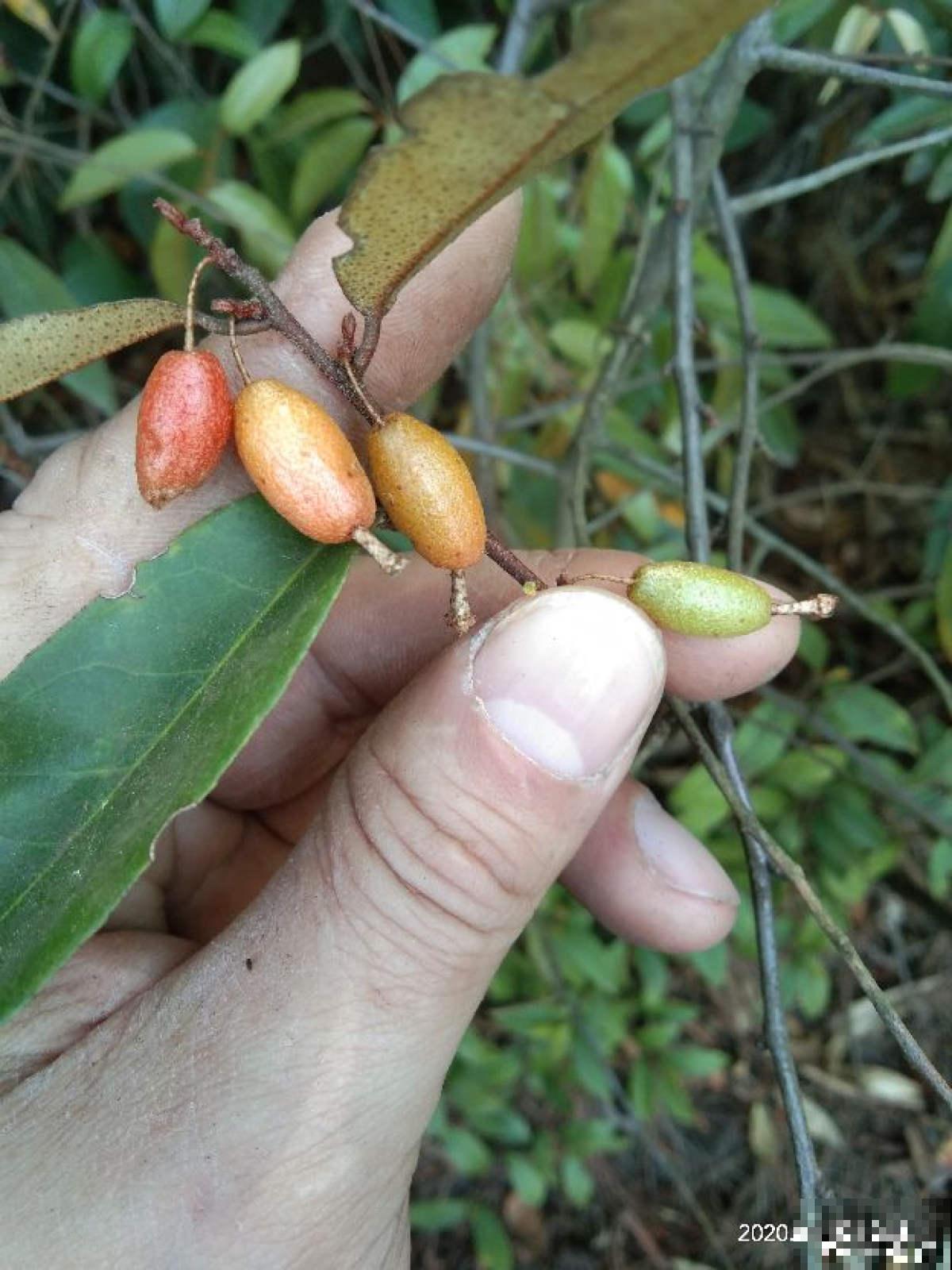 3种野果子，农村一大把，城市里少见，再不摘就没了