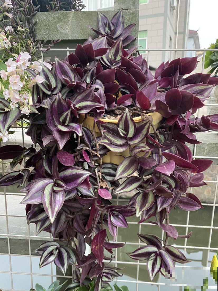 4种“省钱植物”，实在太贴心，掐个枝条插土里就能活