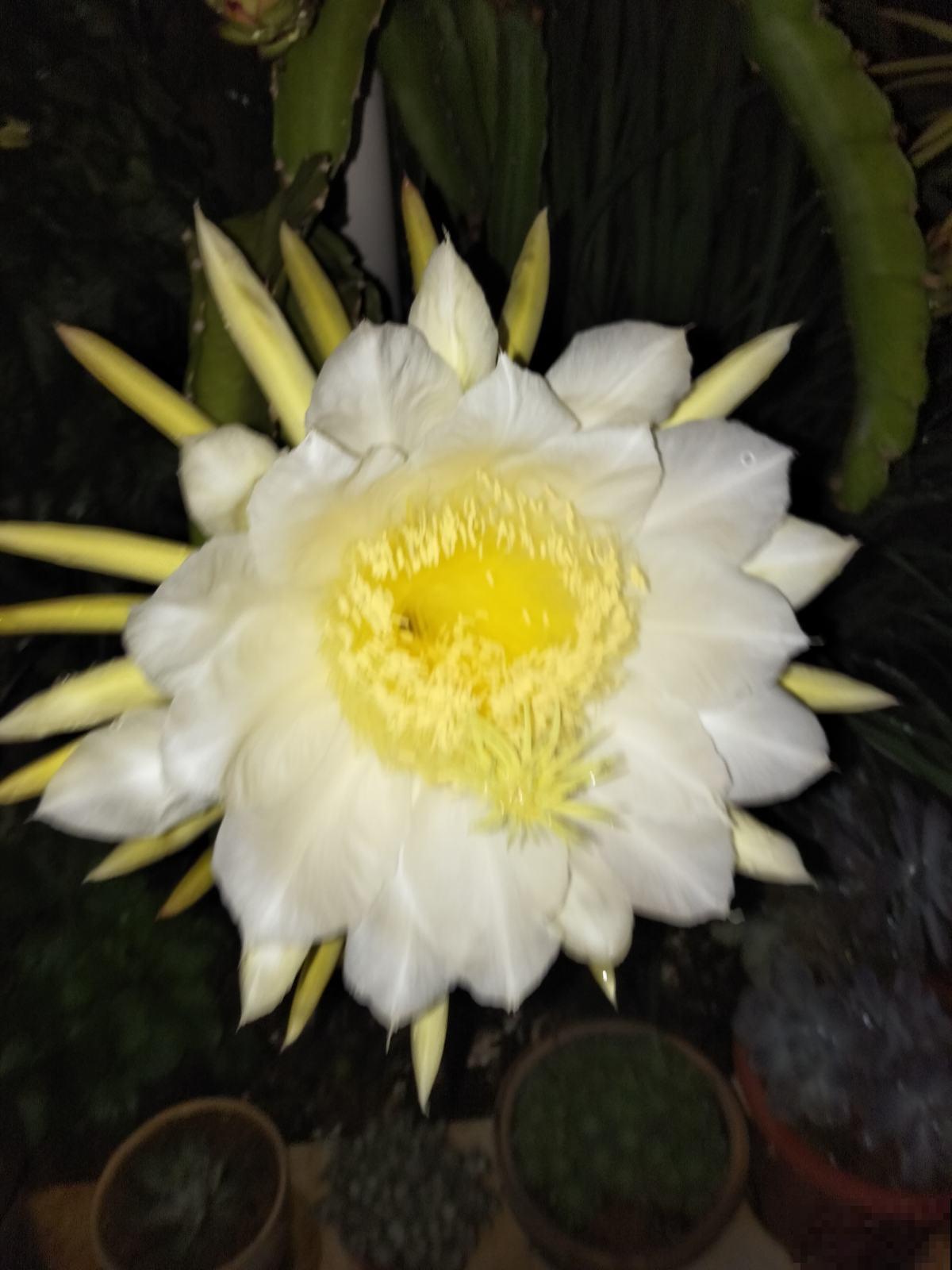 阳台种棵火龙果，果子爬满了枝头，可馋坏了邻居！