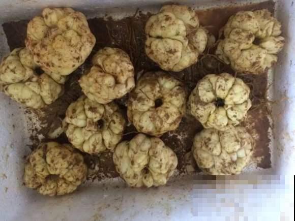 4种花可食用百合，煲汤做菜做甜品，花朵也艳丽多彩