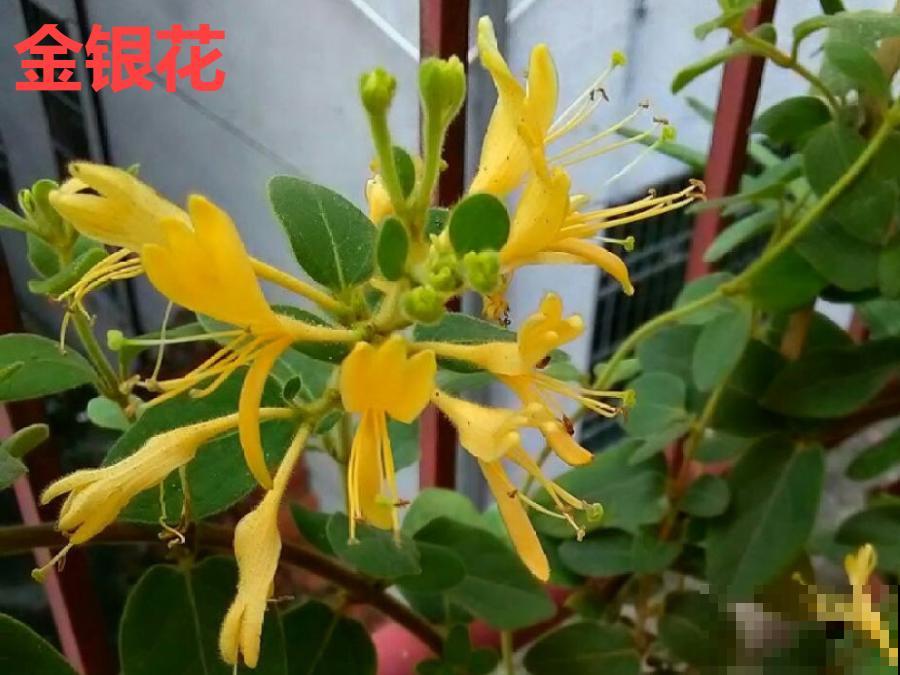 20种有毒花，看见绕道儿走，千万别乱摸