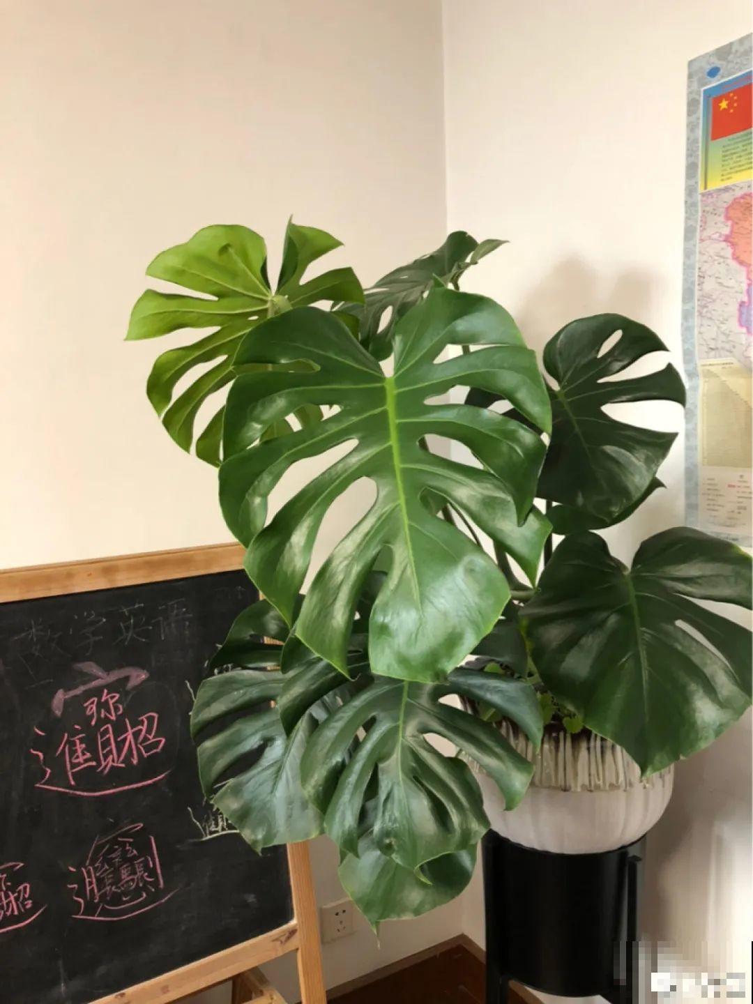 家里的绿植特高大，像是进了热带雨林，热气都跑光了