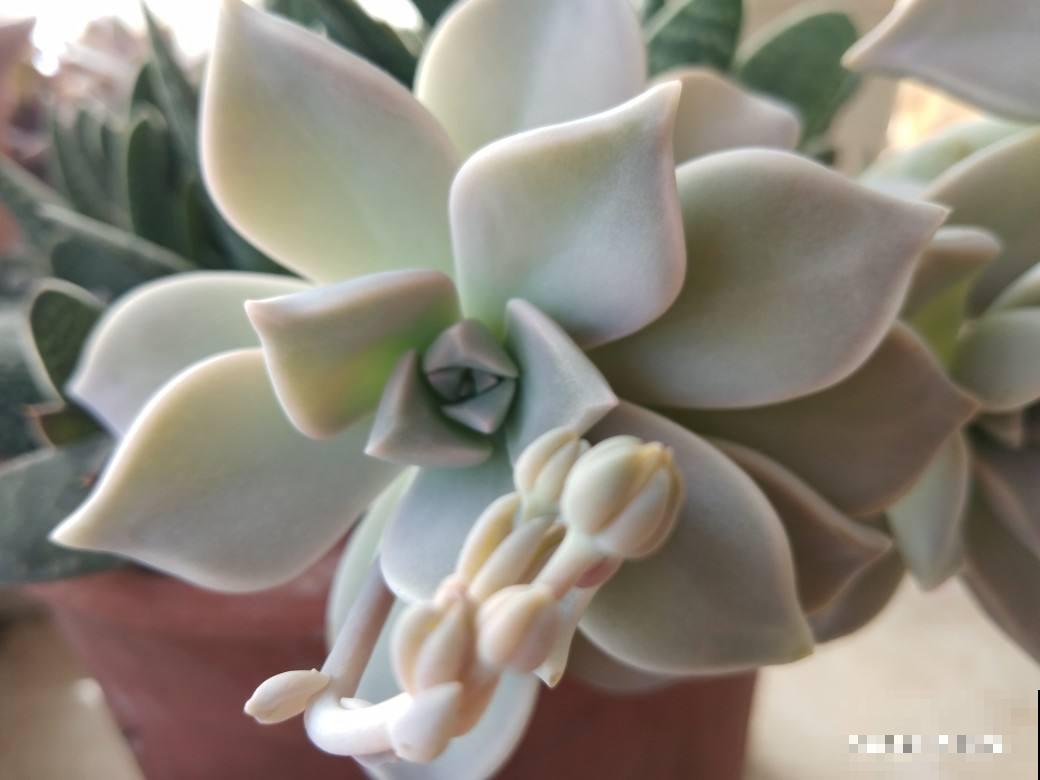 买了一盆冬美人，邻居说是胧月，真的太难区分了