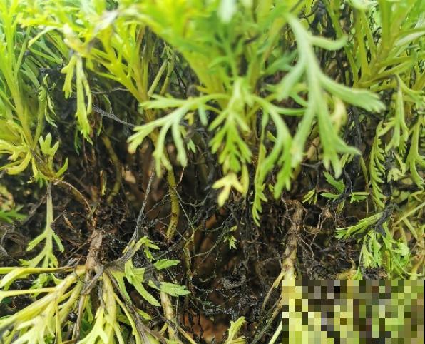 超级“喜水”的花，3天不浇水，就离死不远了