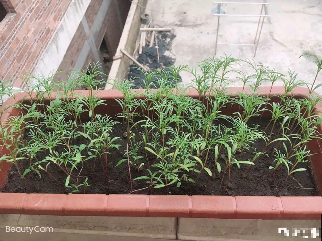 20种花不用买，开完花等20天，爆出好多种子！