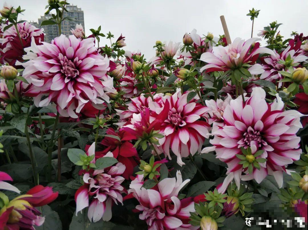 家里养盆“大脸”花，开花巨无霸，看着就喜庆