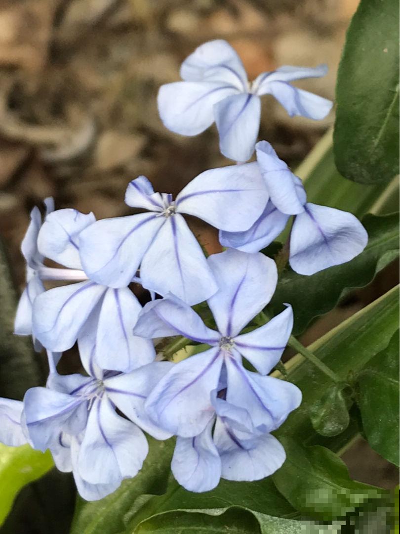 院子里只种兰草，1朵娇艳花也没有，你喜欢吗