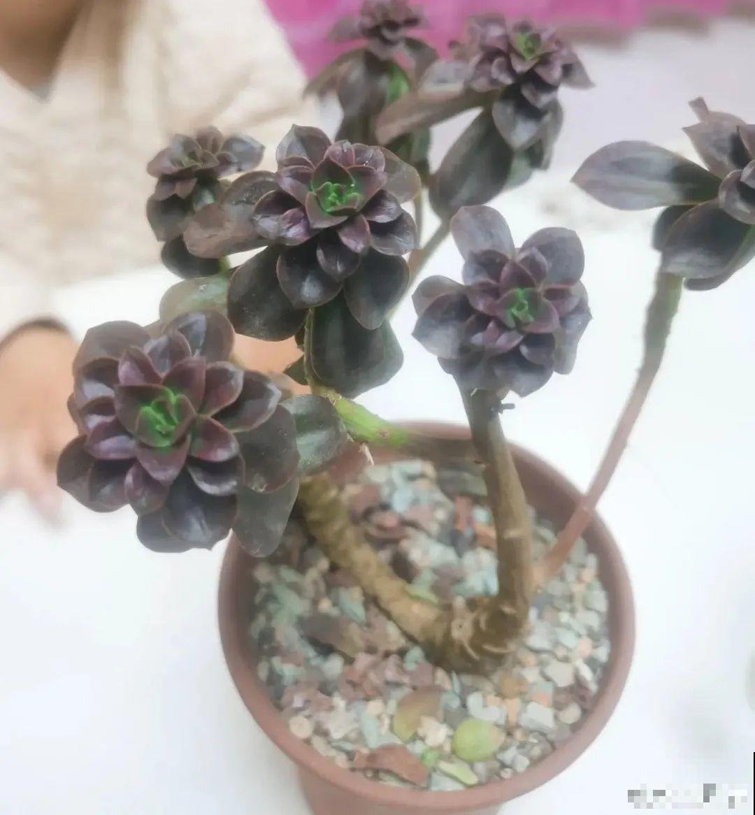 三角梅长不好?赶紧给它摘叶子,摘得越干净,长得越好 三角梅长不好?赶紧给它摘叶子,摘得越干净,长得越好