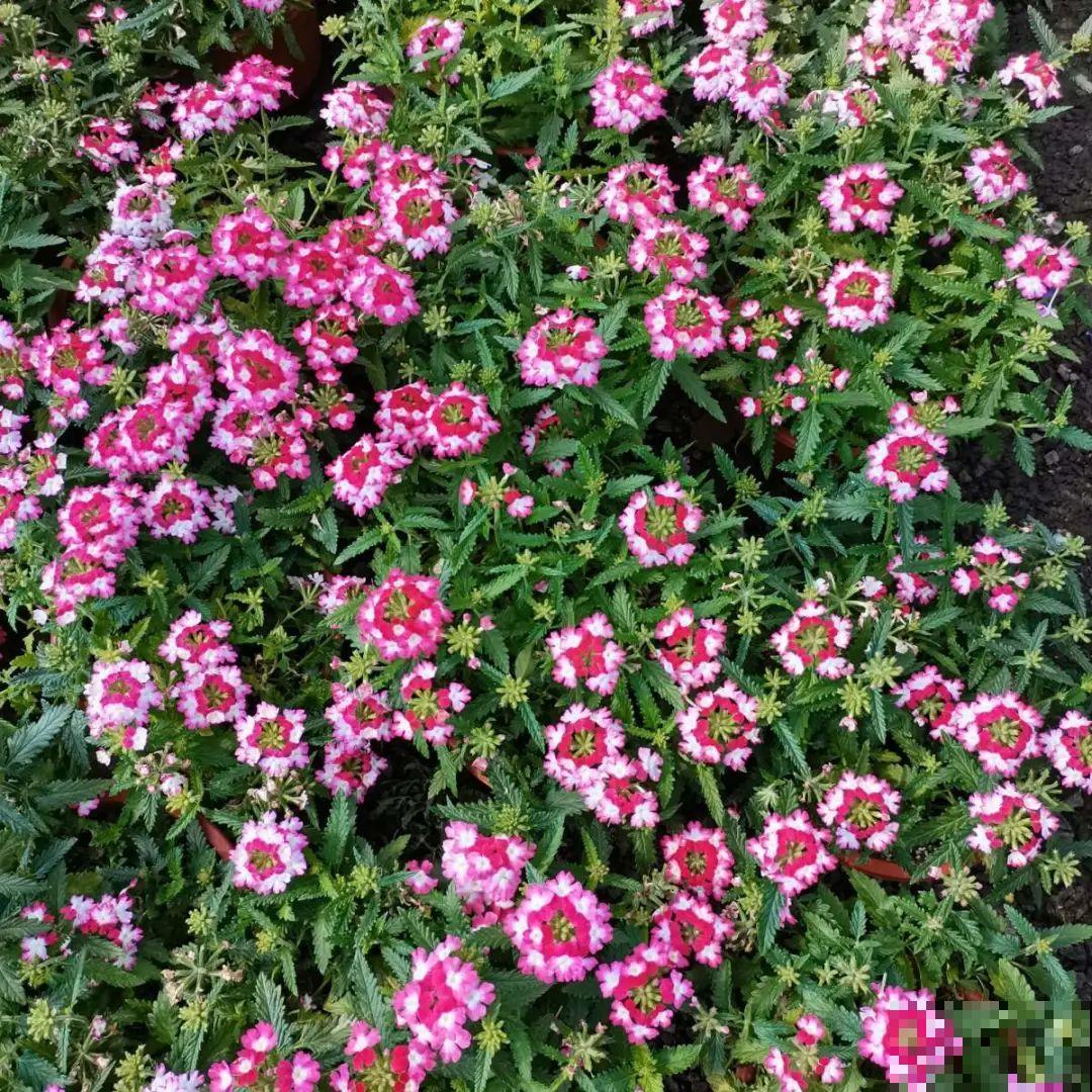 家里养盆“省心”花,自己开花自己结种,不用再买花种了 家里养盆“省心”花,自己开花自己结种,不用再买花种了