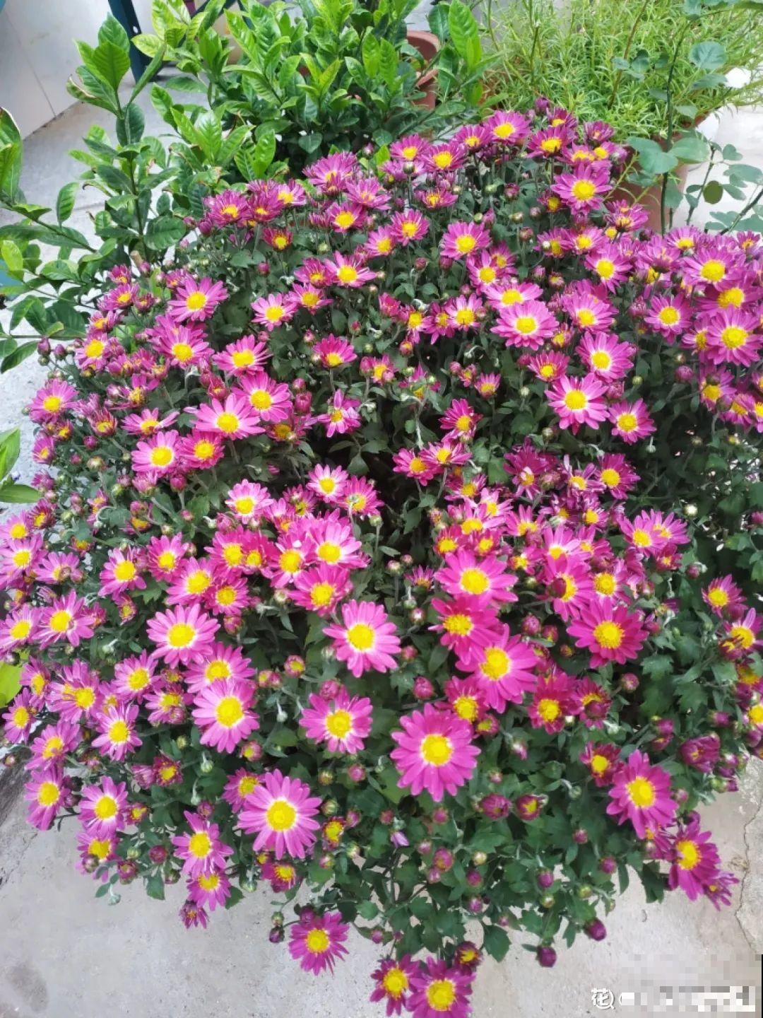 花开完了,别急着扔,好好养还能活几十年 花开完了,别急着扔,好好养还能活几十年